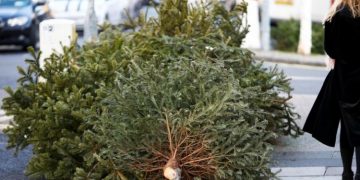 Ανακυκλώνει χριστουγεννιάτικα δένδρα ο Δήμος