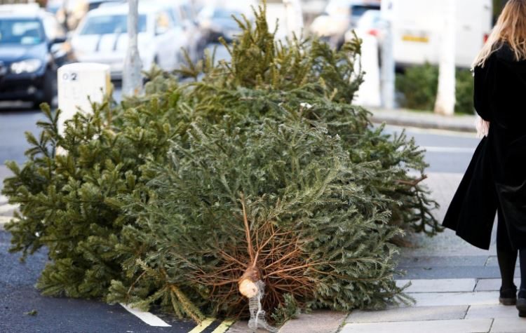 Ανακυκλώνει χριστουγεννιάτικα δένδρα ο Δήμος