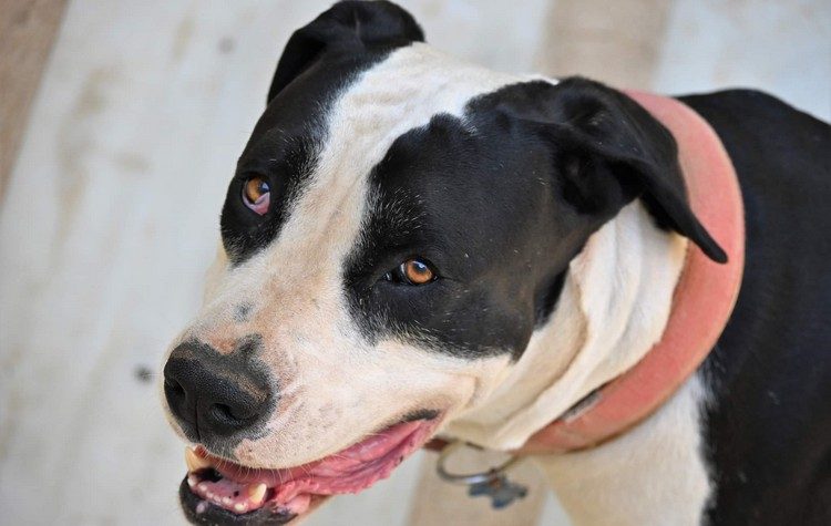 Η Οδύσσεια του Άργους: Η συγκλονιστική ιστορία σκύλου που χάθηκε στη «Μπάρμπαρα»