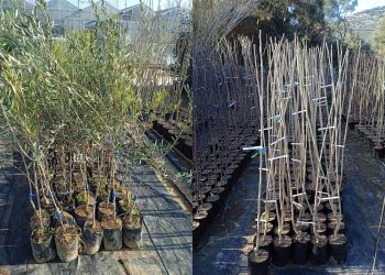 Ο Δήμος Μαραθώνος παρέλαβε ακόμη 165 δέντρα για φυτεύσεις