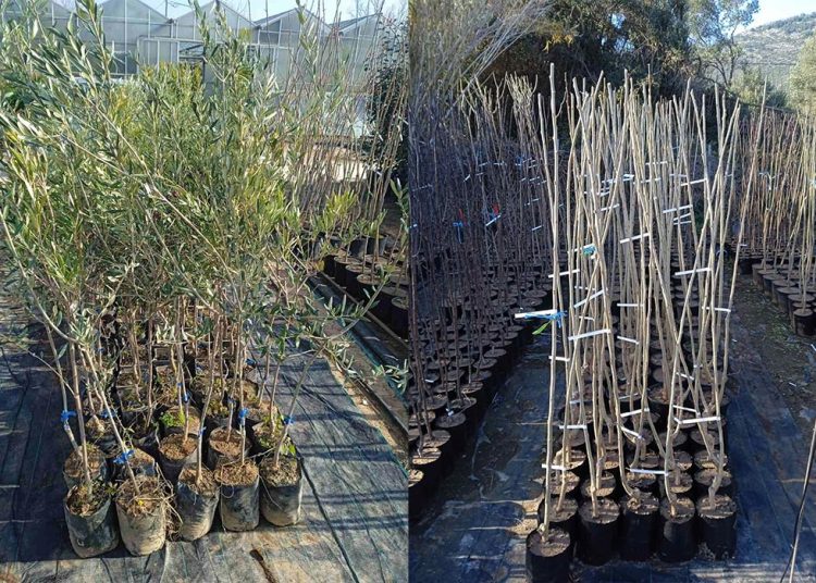 Ο Δήμος Μαραθώνος παρέλαβε ακόμη 165 δέντρα για φυτεύσεις