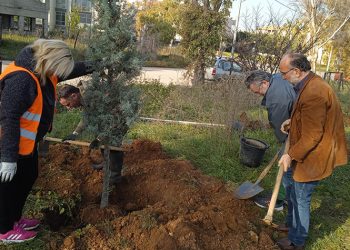 Φροντίδα για το πράσινο με δενδροφυτεύσεις και κλαδέματα
