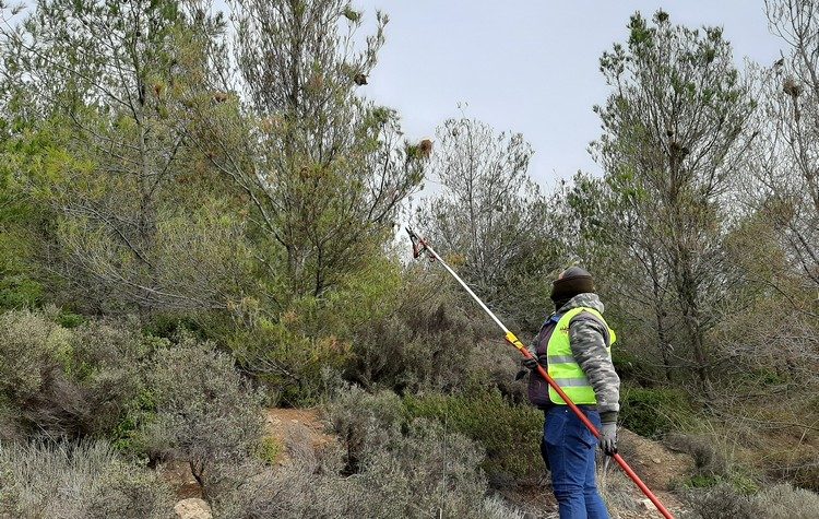 Δράσεις για την καταπολέμηση της πιτυοκάμπης ξεκίνησε ο ΣΠΑΠ