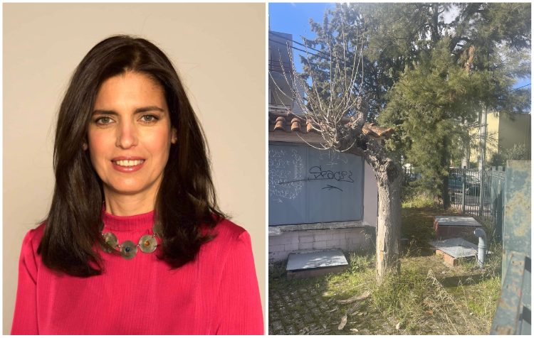 Yπερψηφίστηκε η πρόταση της Ν. Γεροντάκη για τις μουριές του Δήμου