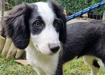 Τα αδεσποτάκια του Δήμου αναζητούν οικογένεια