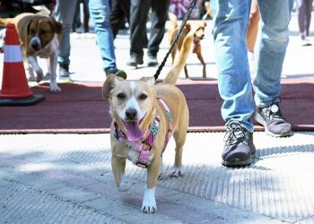 «Κυνηγώντας την ουρά μας» ξανά στη Ρεματιά