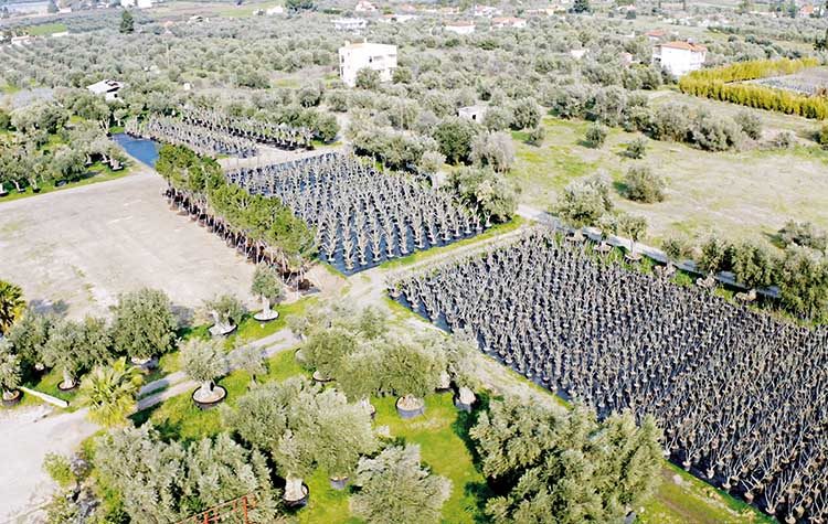 Lamda Development: Επιχείρηση μεταφύτευσης 3.000 δέντρων στο Ελληνικό