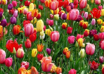 «Γιορτή Άνοιξης 2023» με πρωτοβουλία του Βλάσση Σιώμου διοργανώνει ο Δήμος