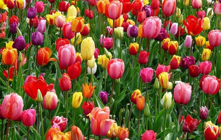 «Γιορτή Άνοιξης 2023» με πρωτοβουλία του Βλάσση Σιώμου διοργανώνει ο Δήμος