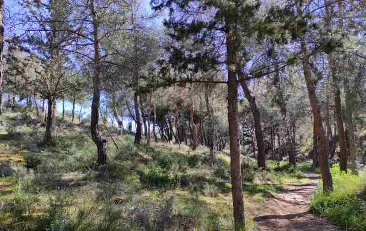 Πιέζουν ξανά για την προστασία του Υμηττού τέσσερις σύλλογοι