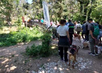 Κυριακάτικη βόλτα στη Ρεματιά με τετράποδους… Χαλανδραίους