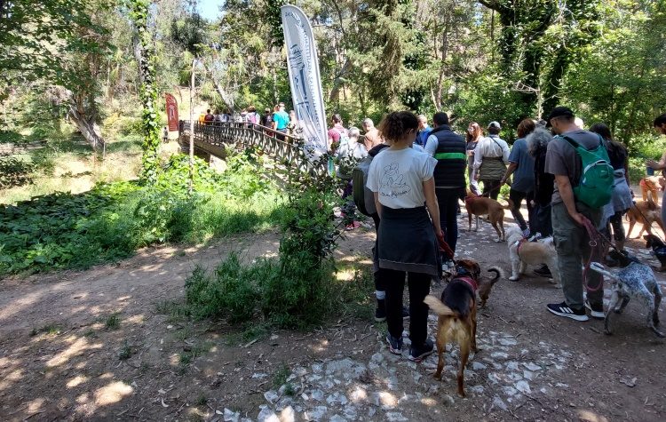 Κυριακάτικη βόλτα στη Ρεματιά με τετράποδους… Χαλανδραίους