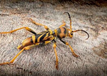 Απομακρύνθηκαν τα δέντρα που προσβλήθηκαν από ξυλοφάγα έντομα