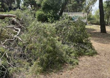 Μήνυση για κοπή χλωρών δέντρων εντός του Δάσους Παπαδημητρίου κατέθεσε η Ν. Κοσμοπούλου