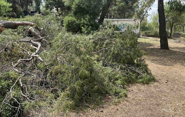 Μήνυση για κοπή χλωρών δέντρων εντός του Δάσους Παπαδημητρίου κατέθεσε η Ν. Κοσμοπούλου