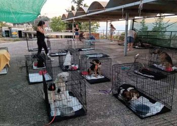 Συγκέντρωση ειδών για τα πυρόπληκτα ζώα