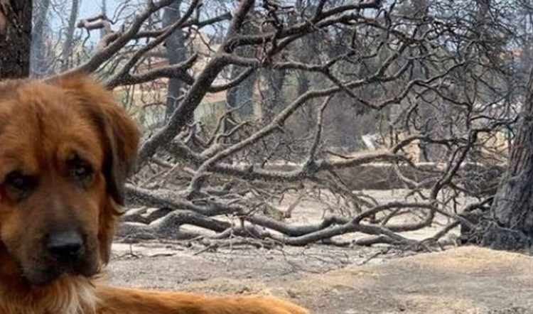 Συλλογή ειδών πρώτης ανάγκης για τα πυρόπληκτα ζώα
