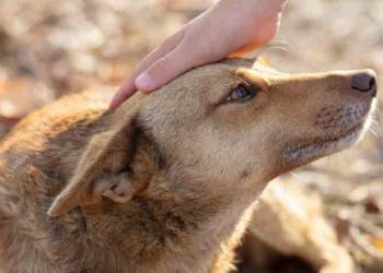 Το φιλοζωικό του προφίλ επέδειξε ο Δήμος