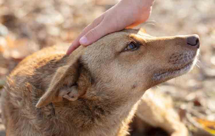Το φιλοζωικό του προφίλ επέδειξε ο Δήμος