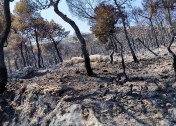 Περιφέρεια Αττικής: Άρχισε η καταγραφή πυρόπληκτων επιχειρήσεων