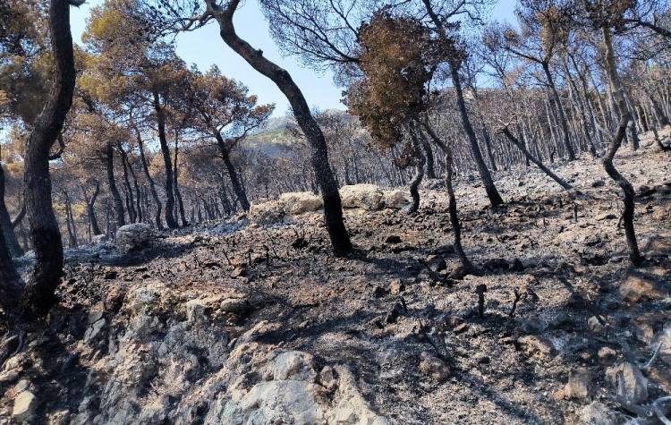 Περιφέρεια Αττικής: Άρχισε η καταγραφή πυρόπληκτων επιχειρήσεων