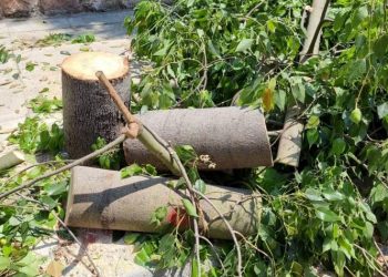 «Φυσάει Κόντρα»: «Κάποιες κοπές δέντρων δεν είναι αναγκαίες στην οδό Ειρήνης»