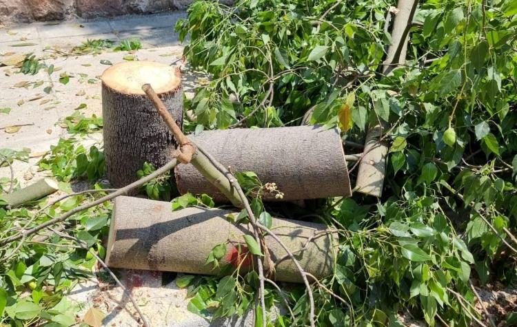 «Φυσάει Κόντρα»: «Κάποιες κοπές δέντρων δεν είναι αναγκαίες στην οδό Ειρήνης»