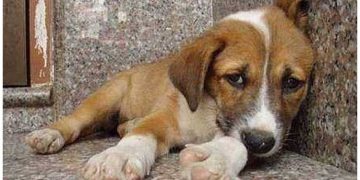 Βασίλης Σιώμος: «Nα σπάσουμε το φαύλο κύκλο της κακοποίησης των ζώων»