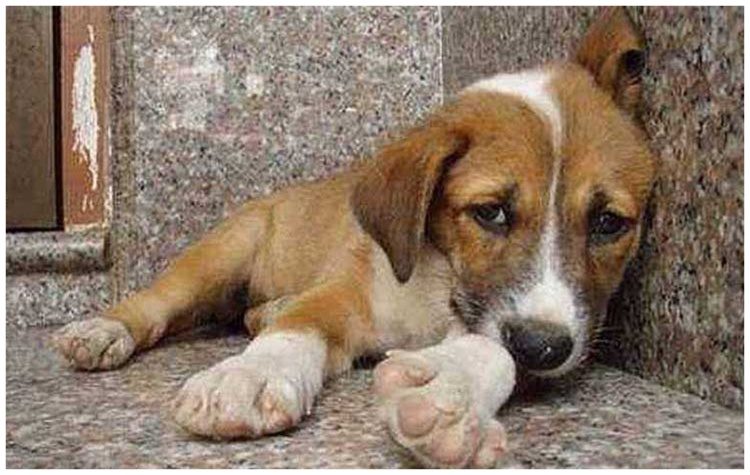 Βασίλης Σιώμος: «Nα σπάσουμε το φαύλο κύκλο της κακοποίησης των ζώων»