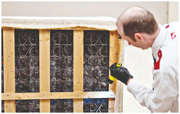 Ευρώπη: Η… επέλαση των κοριών!