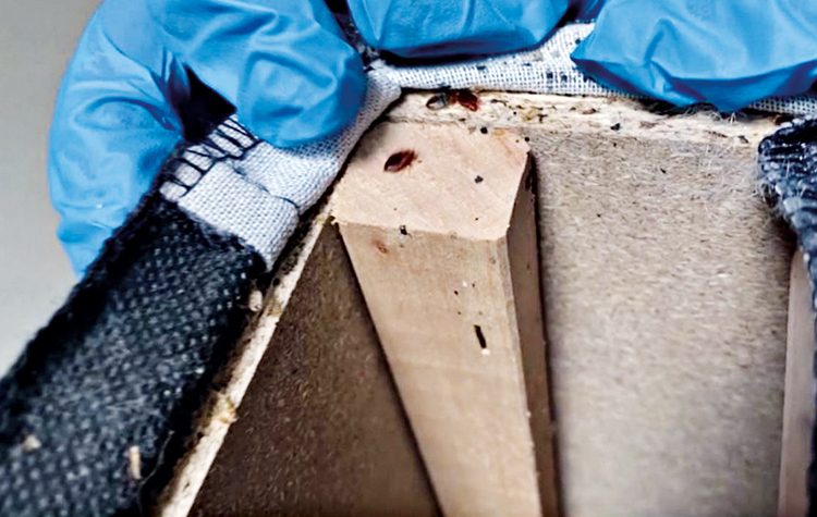 Παρίσι: Γέμισαν… κοριούς!