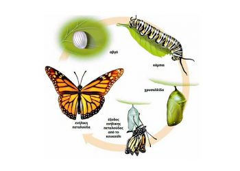 H ζωή της πεταλούδας