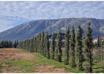 Φυτεύτηκαν 240 δέντρα στο Κτήμα Καμπά με χορηγία που εξασφάλισε ο δήμαρχος Θανάσης Ζούτσος