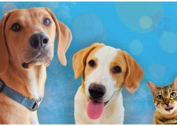 Γιορτή υιοθεσίας αδέσποτων ζώων στο Δήμο Αμαρουσίου, Κυριακή 26 Νοεμβρίου