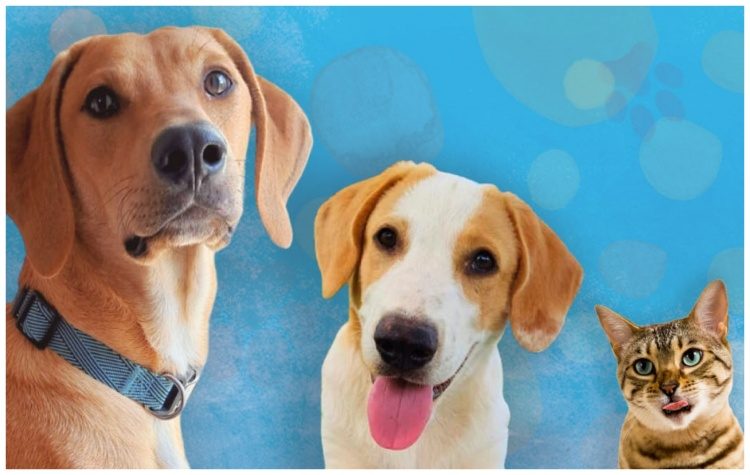 Γιορτή υιοθεσίας αδέσποτων ζώων στο Δήμο Αμαρουσίου, Κυριακή 26 Νοεμβρίου