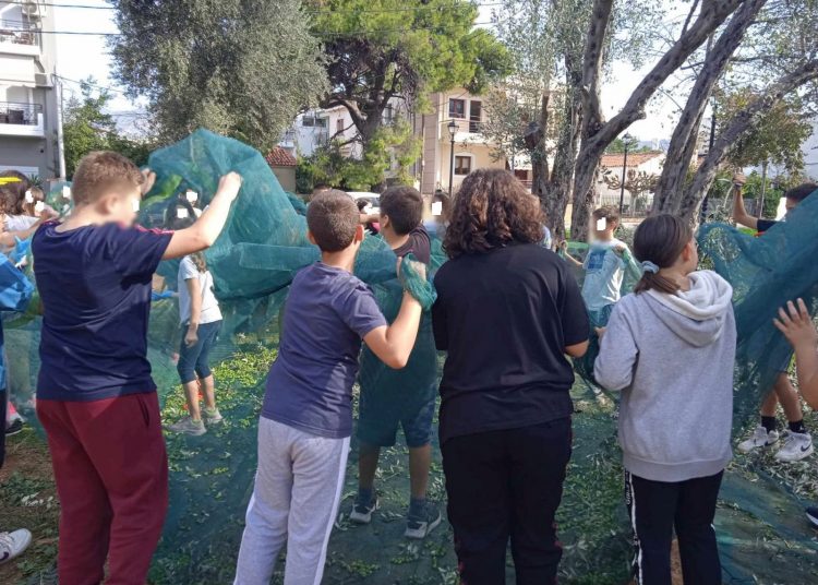 Συγκομιδή ελιών με εκπαιδευτικό και κοινωνικό πρόσημο στο πάρκο Κυπρίων Αγωνιστών στο Μαρούσι