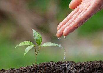 3η Συνάντηση για «International Tree Planting Initiative» από 16-19 Νοεμβρίου 2023, Μπουραζάνι