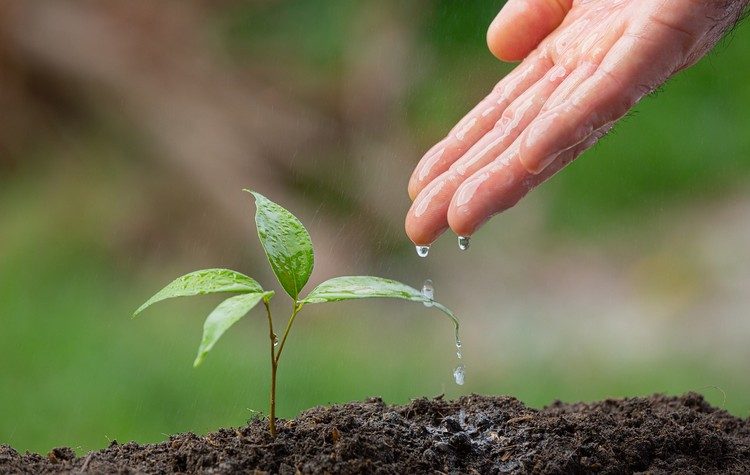 3η Συνάντηση για «International Tree Planting Initiative» από 16-19 Νοεμβρίου 2023, Μπουραζάνι