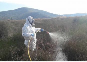 Άμεση κινητοποίηση των αρμόδιων συνιστά η Περιφέρεια Αττικής για την αύξηση του κουνουπιού «τίγρη»