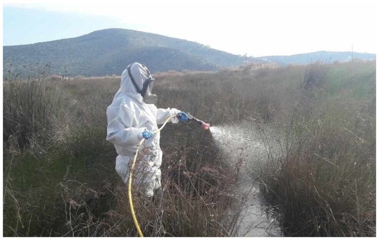 Άμεση κινητοποίηση των αρμόδιων συνιστά η Περιφέρεια Αττικής για την αύξηση του κουνουπιού «τίγρη»