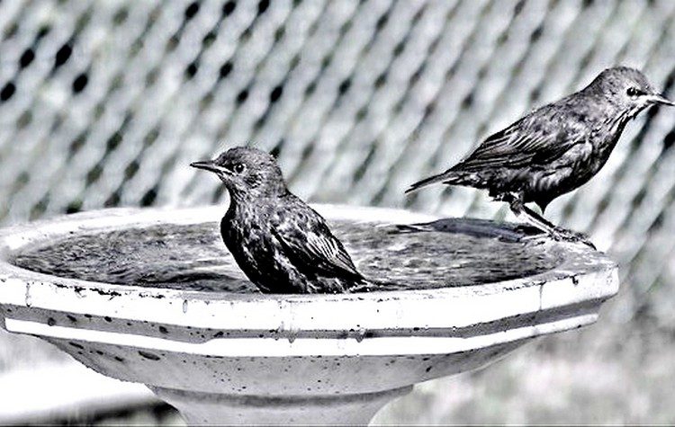 Πικραμύγδαλο στον καφέ