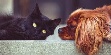 Δήμος Χαλανδρίου: Υποχρεωτική η στείρωση κατοικίδιων ζώων