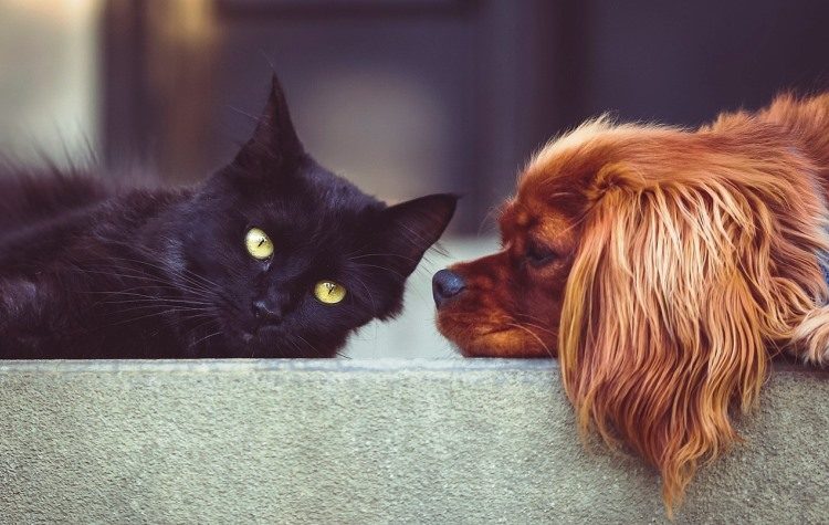 Δήμος Χαλανδρίου: Υποχρεωτική η στείρωση κατοικίδιων ζώων