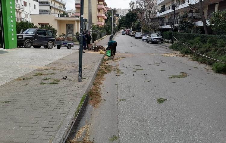 Πτώση δένδρου στον Τσακό - Παρέμβαση Δήμου και Πυροσβεστικής