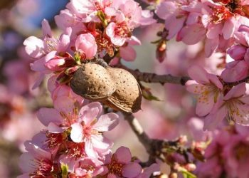 Αμυγδαλιά, η νύφη του χιονιά!