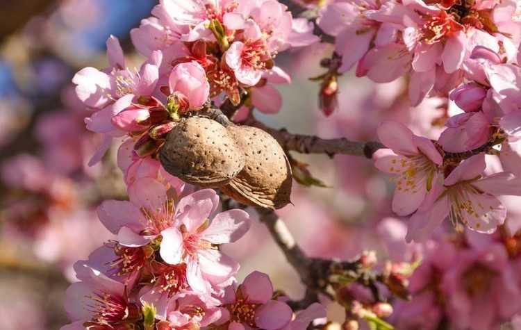 Αμυγδαλιά, η νύφη του χιονιά!
