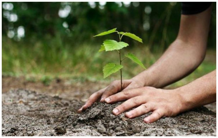 Δενδροφυτεύση δίπλα από το Κοιμητήριο Μελισσίων διοργανώνει ο Δήμος