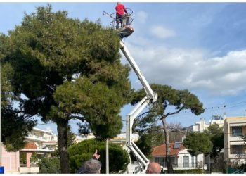 Ξεκίνησε η καταπολέμηση της κάμπιας στα πεύκα