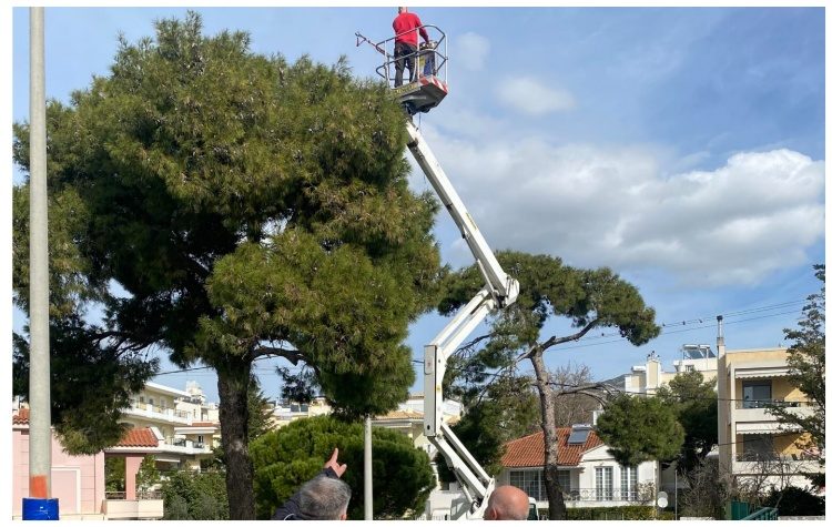 Ξεκίνησε η καταπολέμηση της κάμπιας στα πεύκα