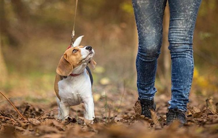 «Πιάνει δουλειά» στον Δήμο πενταμελής Επιτροπή για τα αδέσποτα